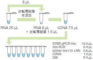 CRK-1プレミアムダイナマイトRNAの新発見に関する研究